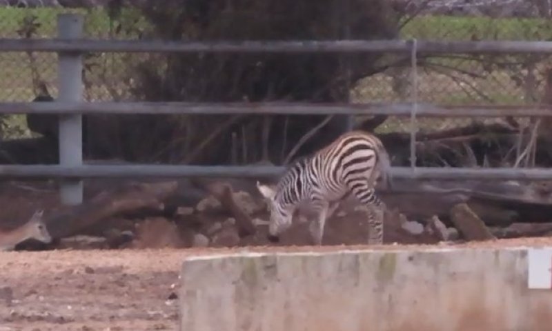 תוספת חגיגית לעדר הזברות: סייחת חדשה נולדה בספארי