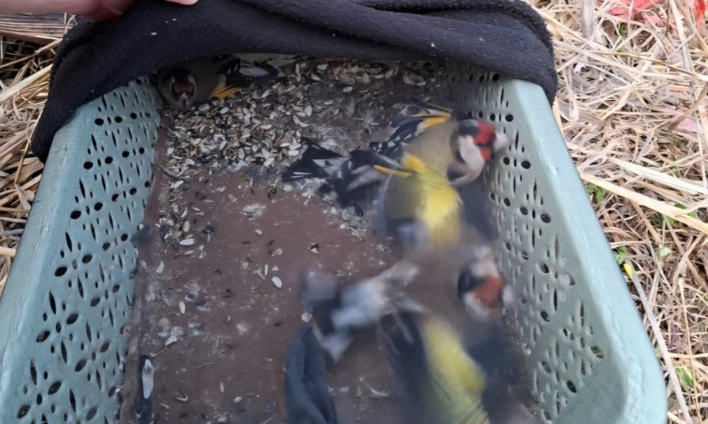 "שתי ציפורים במכה אחת": הציידים הבלתי חוקיים התגלו כשב"חים