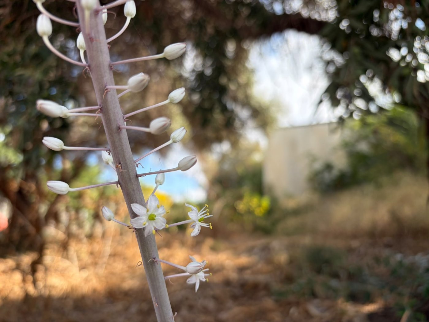 שחף רטר, החברה להגנת הטבע
