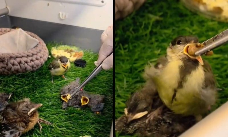 תיעוד מתוק: כך נראה רגע האכלת גוזלים קטנטנים בספארי