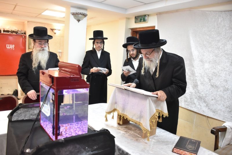 יהודה פרקוביץ