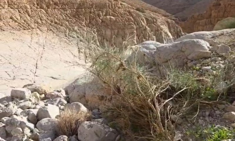 עשרה ימים לאחר השיטפונות במדבר יהודה: האם הגבים עדיין מלאים?