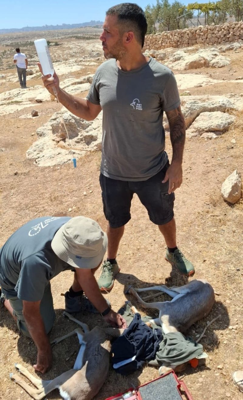 רועי גלעד, רשות הטבע והגנים