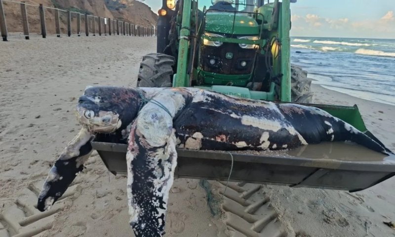 אירוע חריג: גופת צב ים ענק ונדיר נסחף לחוף הים בהרצליה 