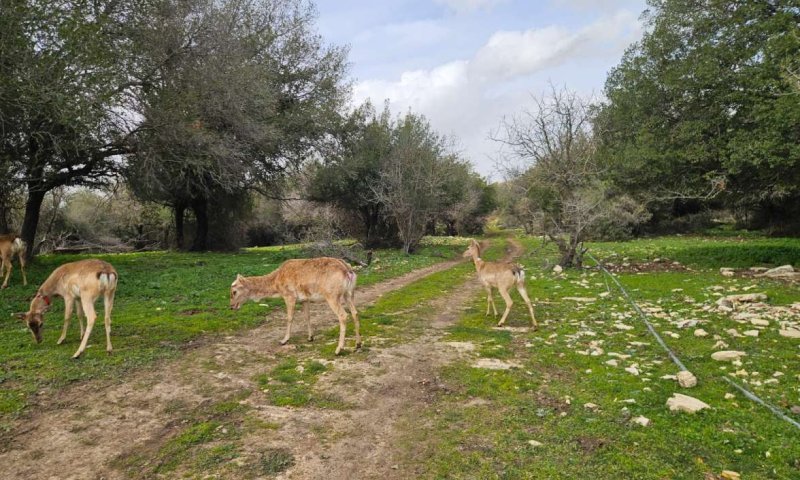 האוכלוסייה הגדולה בעולם: שישה יחמורים פרסיים שוחררו לטבע
