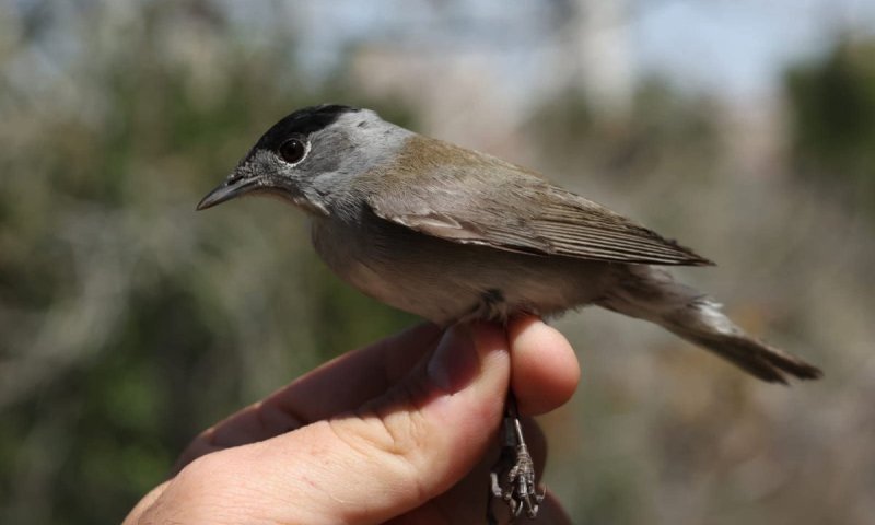 למרות המלחמה עם איראן: נדידת האביב של הציפורים נמשכת כרגיל