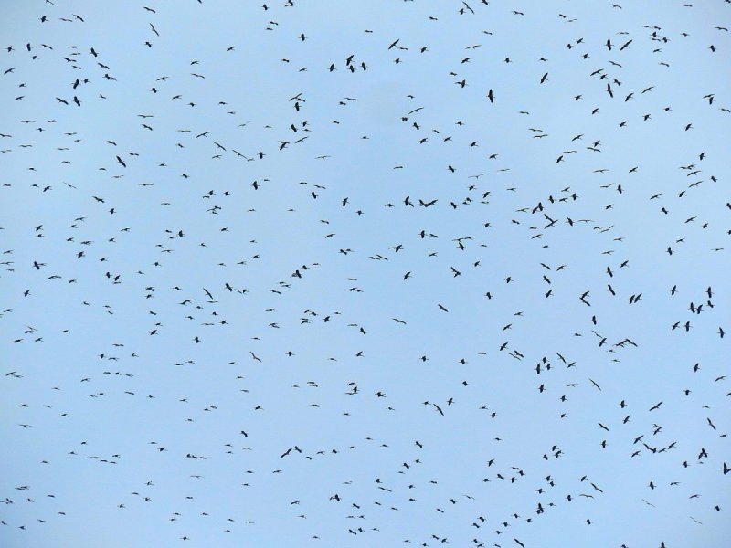 איליה בסקין ועידן יצחקיאן, רשות הטבע והגנים