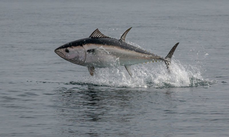 דג טונה ענק נמכר בסכום דמיוני של כ-11 מיליון שקלים
