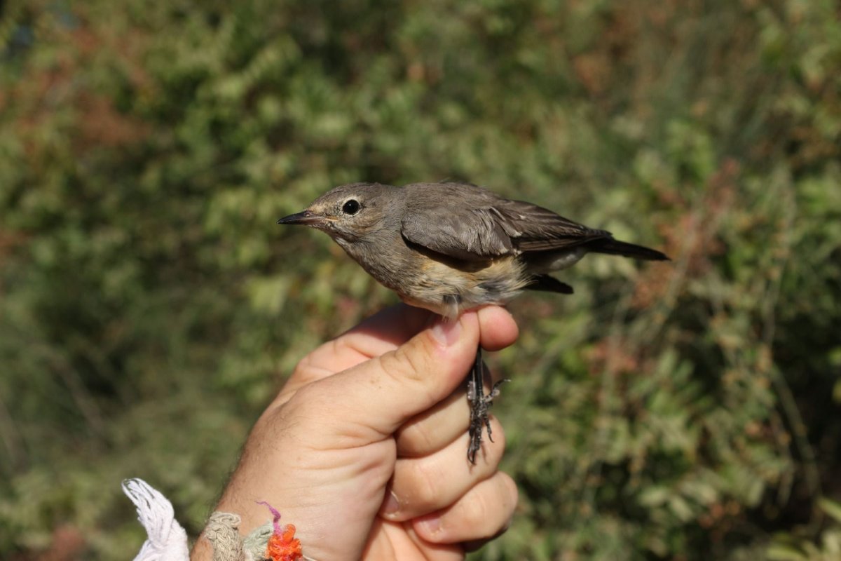 יותם בשן, החברה להגנת הטבע