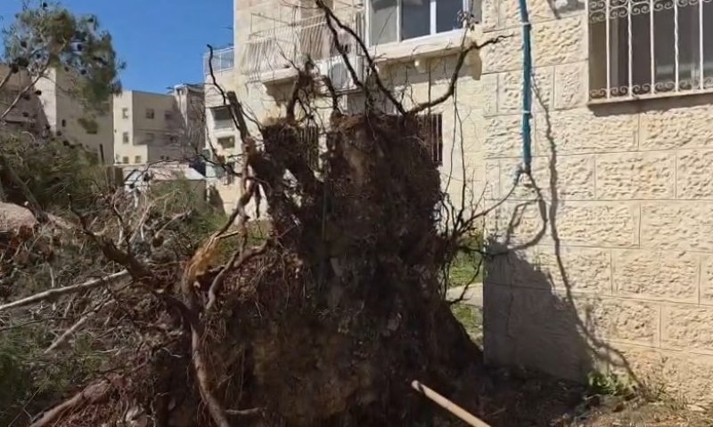 הסערה השבוע שלא קיבלה סיקור תקשורתי והפילה עצים 