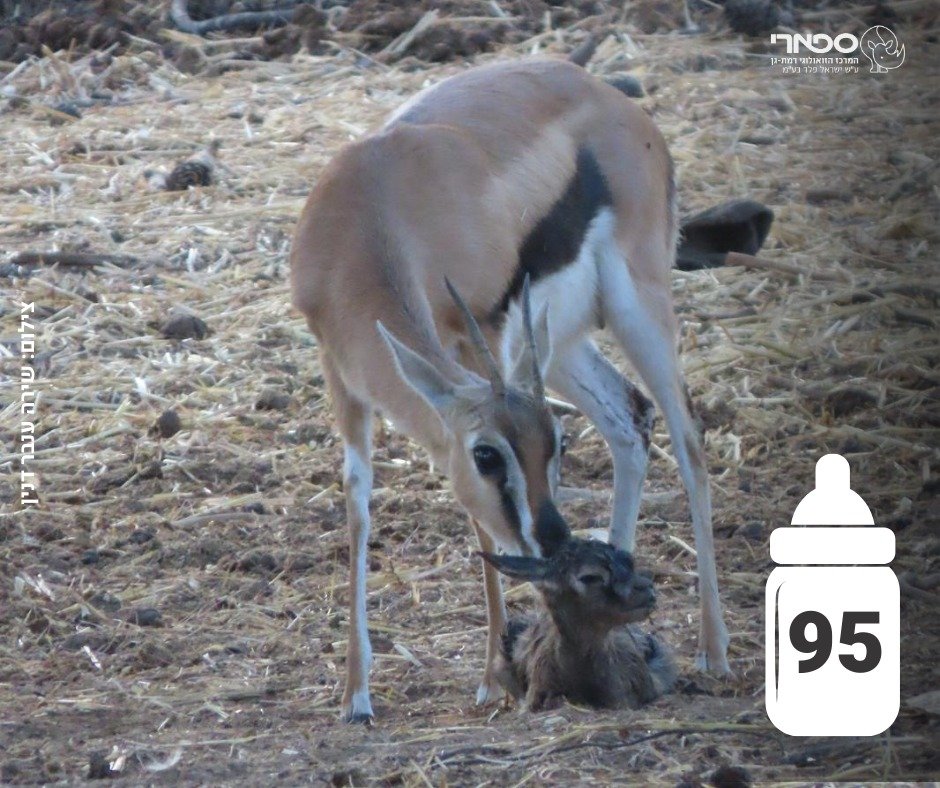 דוברות הספארי