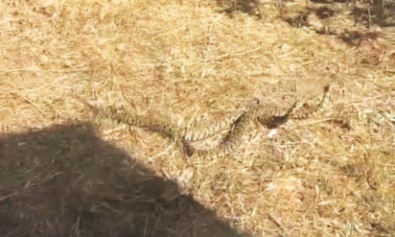 צפו: קרב נחשי צפע תועד במעגן מיכאל 