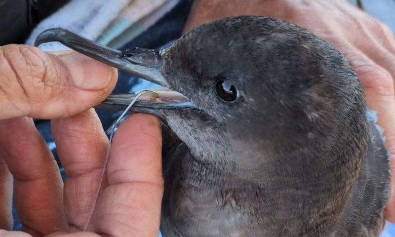 בלב מפרץ אילת: עוף ים נדיר נפגע מקרס דיג וחולץ