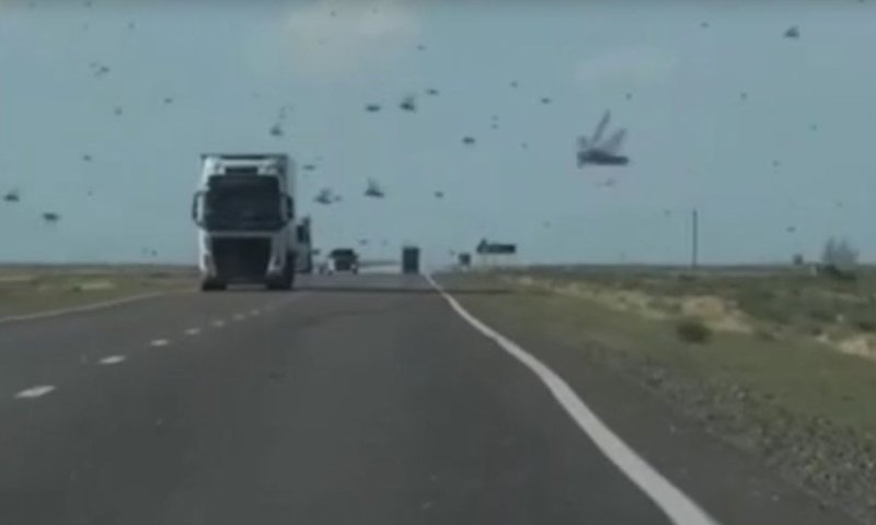 דגסטן: נחיל ארבה פשט על האזור ושיבש את התנועה בכבישים