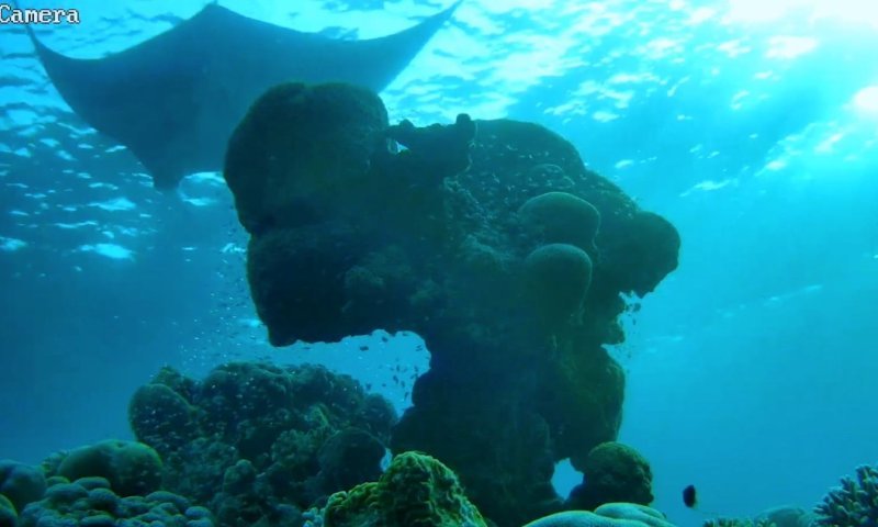 מחזה מרהיב באילת: להקת מנטות תועדה במפרץ