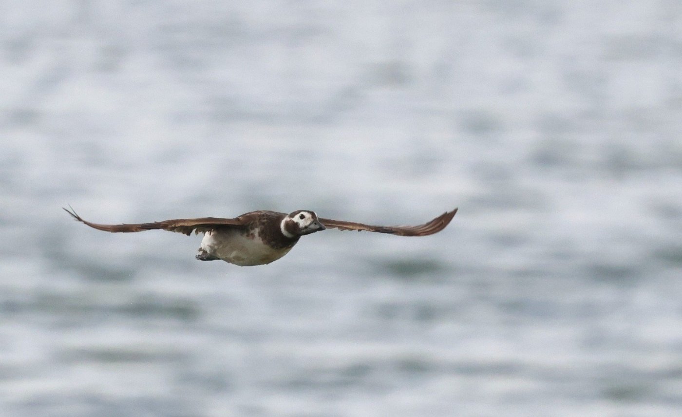 יהונתן מירב.