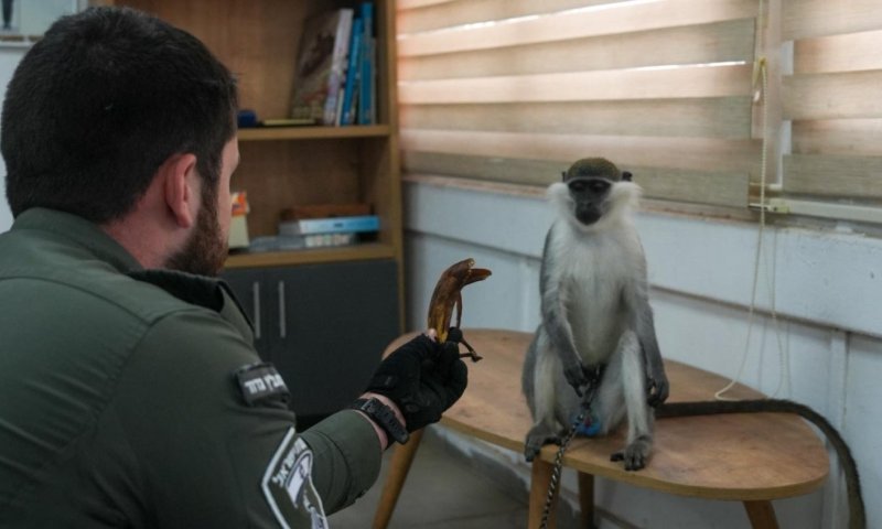 גם בתוך המלחמה: קוף מסוג גנון נתפס במרכז
