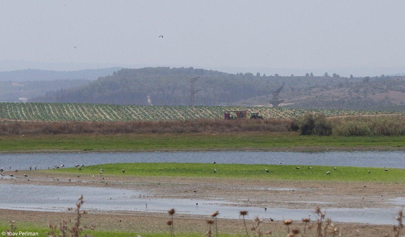  ד"ר יואב פרלמן, החברה להגנת הטבע.