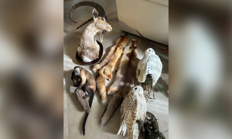 ניסה להעלים ראיות: חשוד נתפס כשבחזקתו אוח, צבים ופוחלצים יקרי ערך