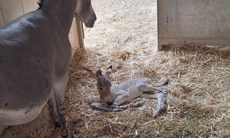 בסכנת הכחדה חמורה: סייח ערוד נדיר נולד בספארי ברמת גן