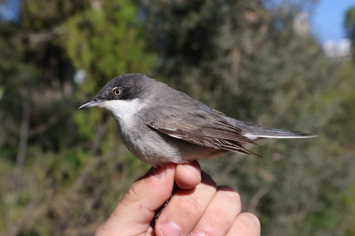 יותם בשן, החברה להגנת הטבע.