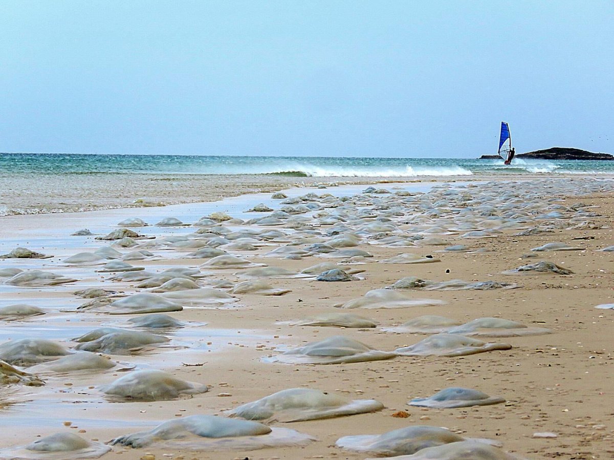  איליה בסקין רשות הטבע והגנים
