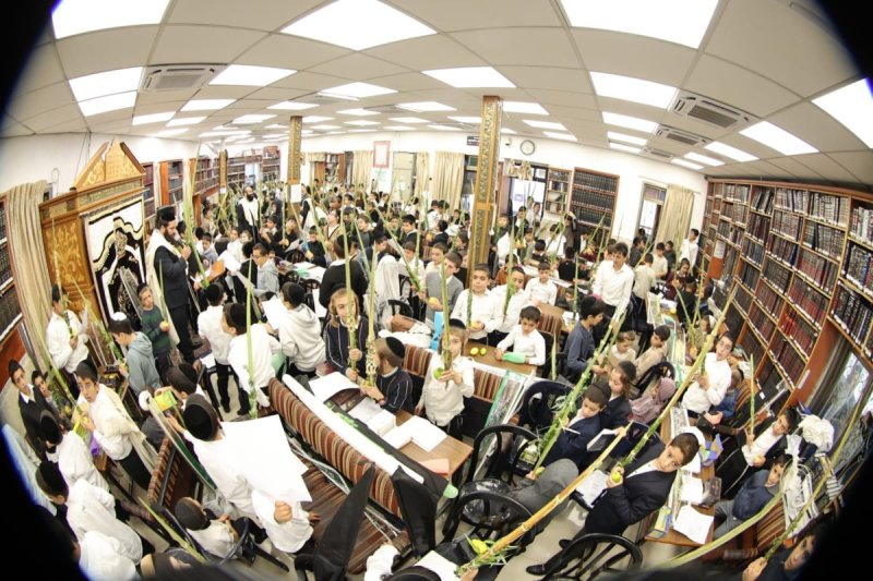 שלומי טריכטר ומ.פ