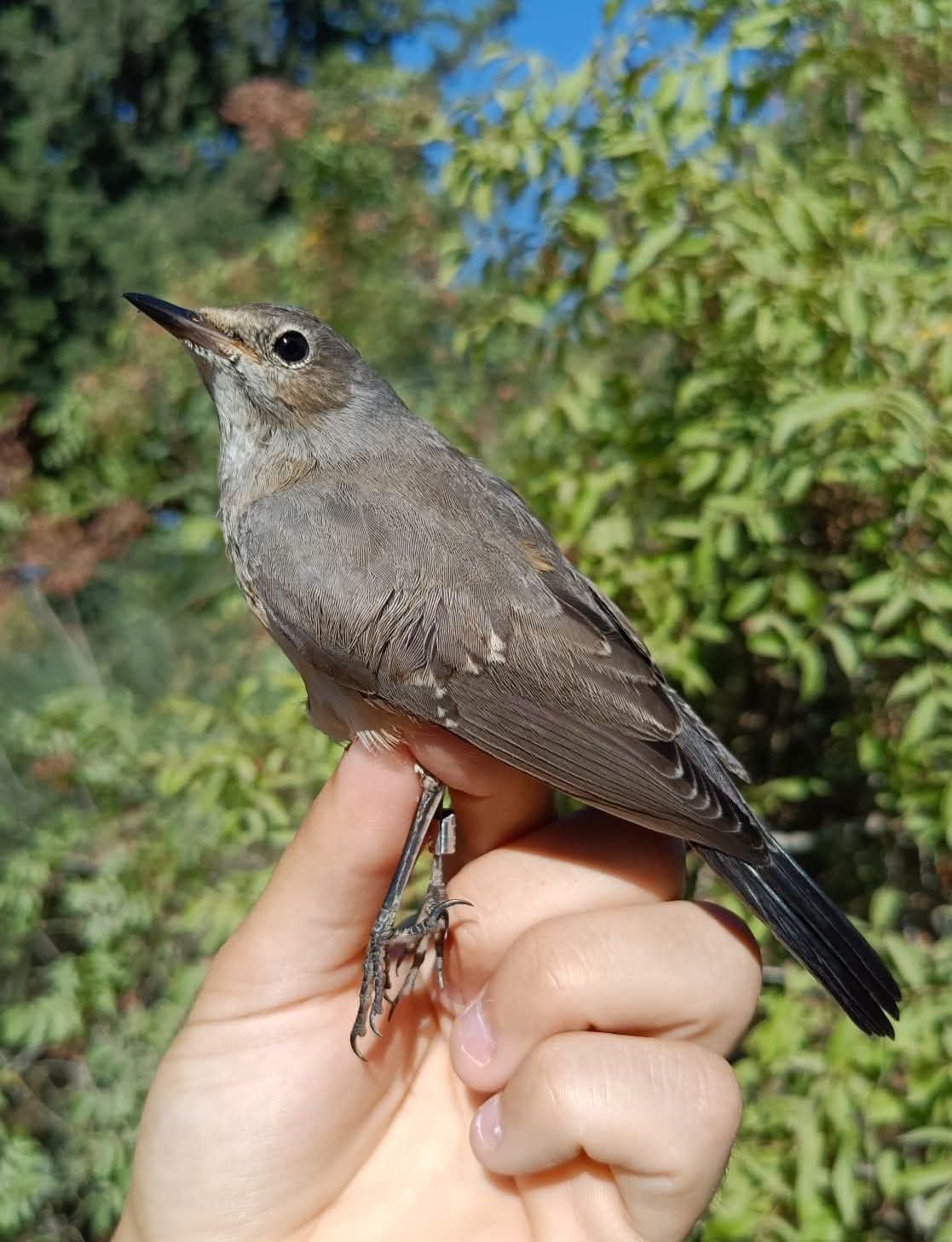 יותם בשן, החברה להגנת הטבע
