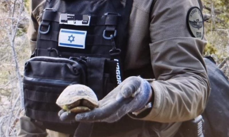 צב נפגע מפגיעת פריט אמל"ח, חבלני משטרה הצילו את חייו