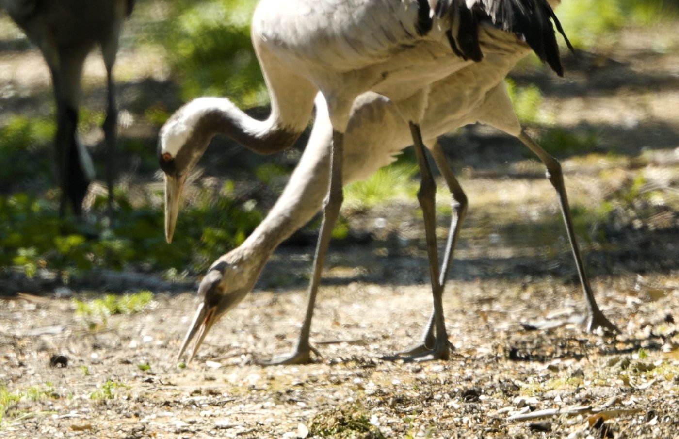 עמיר בלבן, החברה להגנת הטבע