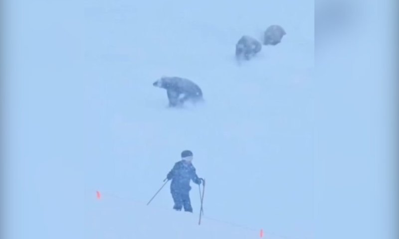 פחד על המדרון: שלושה דובים חצו מסלול סקי פעיל בקליפורניה