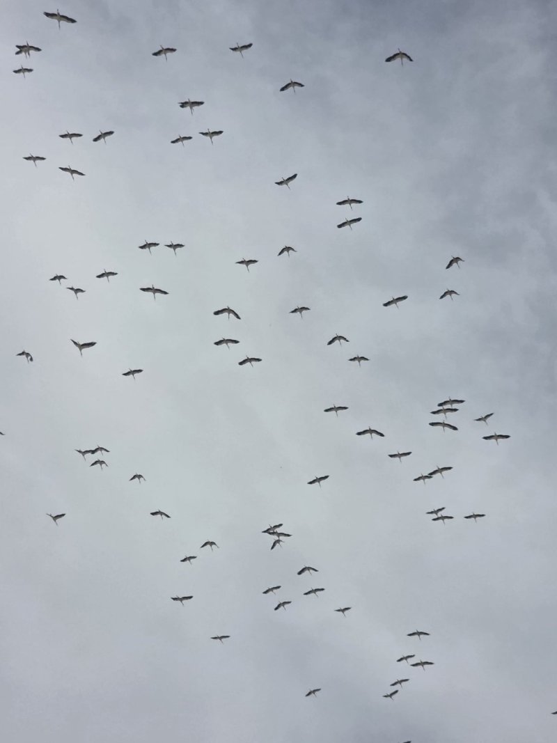 איליה בסקין ועידן יצחקיאן, רשות הטבע והגנים