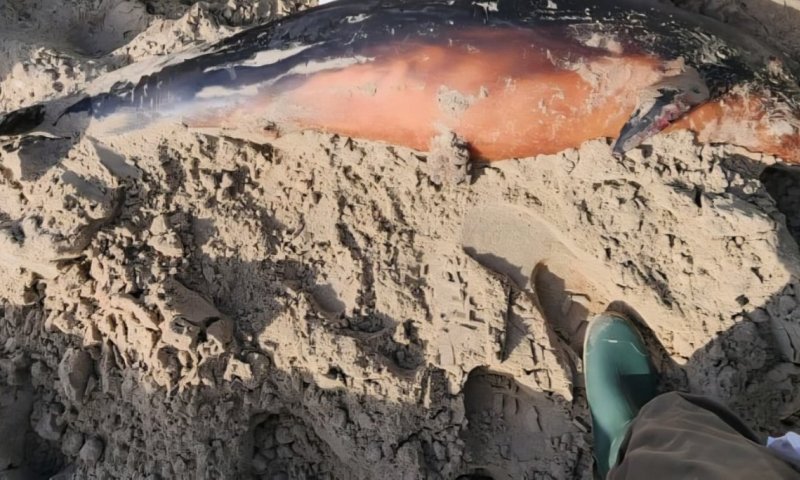 גופת גורת דולפין נמצאה בחוף קריית חיים