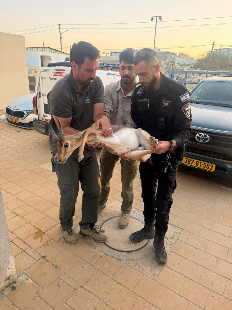 דוברות המשטרה