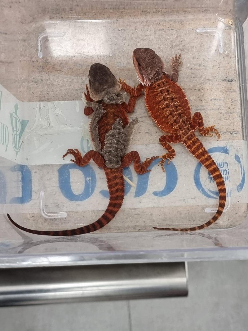 דוברות רשות המסים 