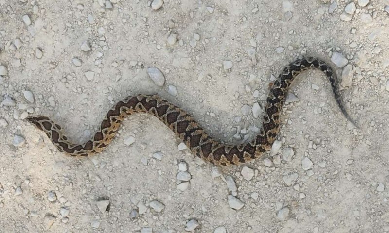 פתח מגירה ב"מחנה" והוכש: שני ילדים טופלו לאחר הכשות נחש