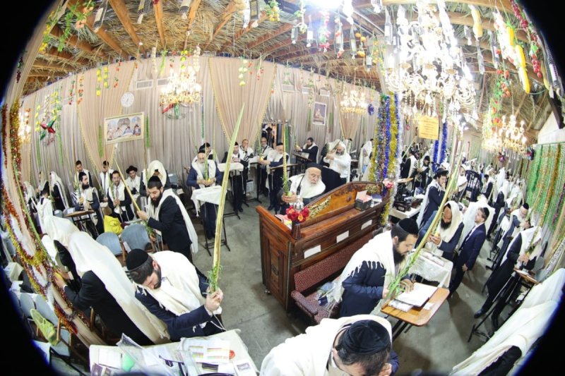 שלומי טריכטר ומ.פ