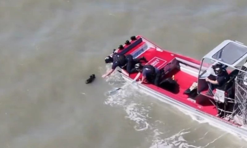 סן פרנסיסקו: גור כלבים שנעדר שבועות חולץ בחיים מהמים