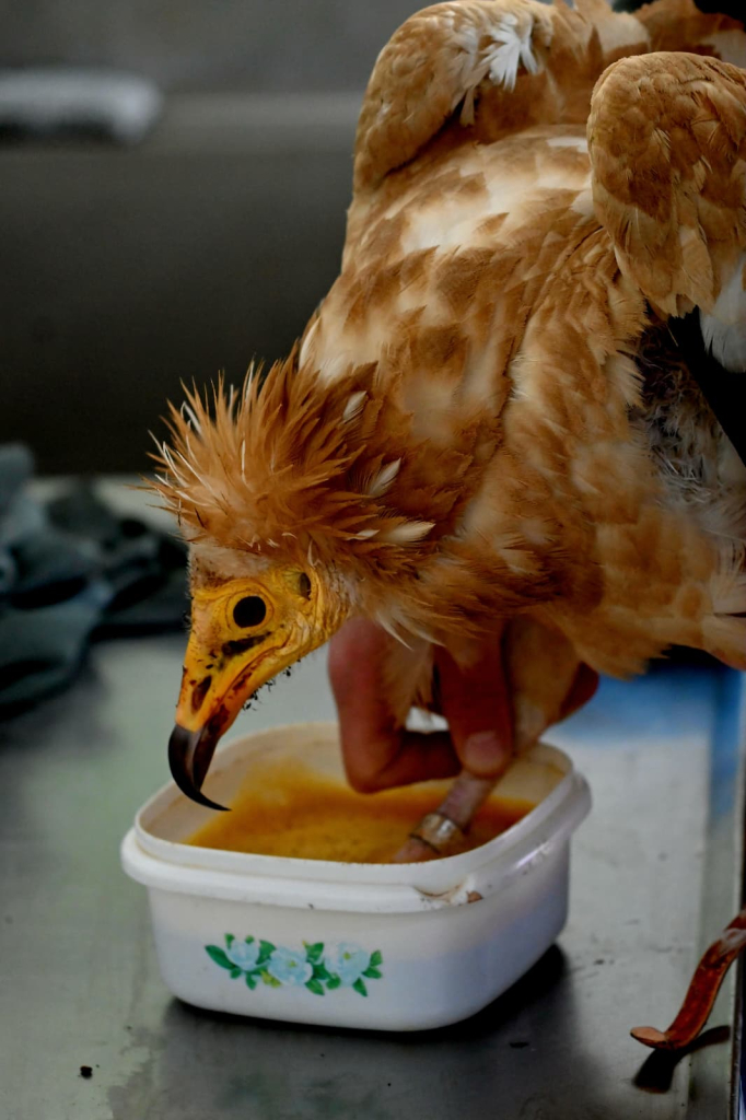 שלומי יצחקי, רשות הטבע והגנים