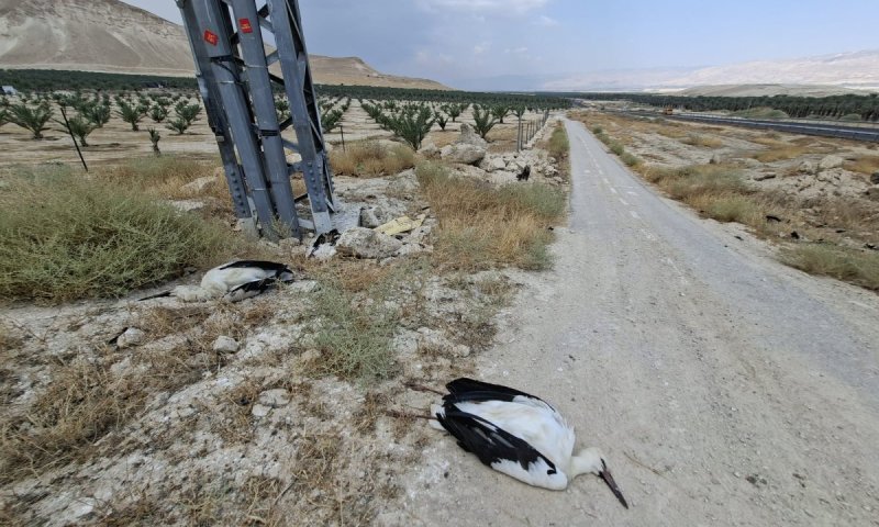 עשרות חסידות נמצאו מתות בבקעת הירדן: זו הסיבה 