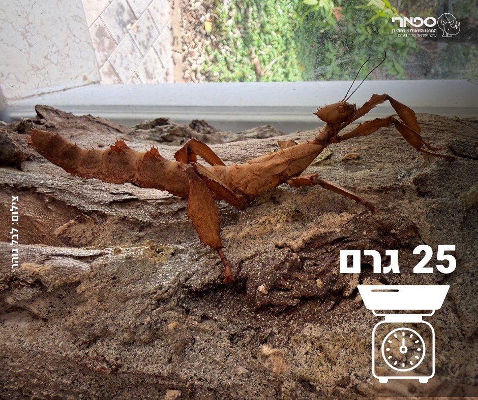 דוברות הספארי