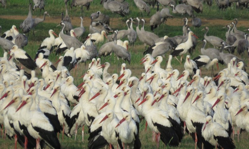 עגורים וחסידות בהמוניהם: כך נראה 'פקק הנדידה' באגמון החולה