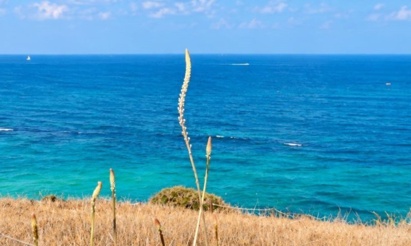 לא מחכים ללוח שנה: נדידת הציפורים ופריחת החצבים החלו | גלריה מרהיבה