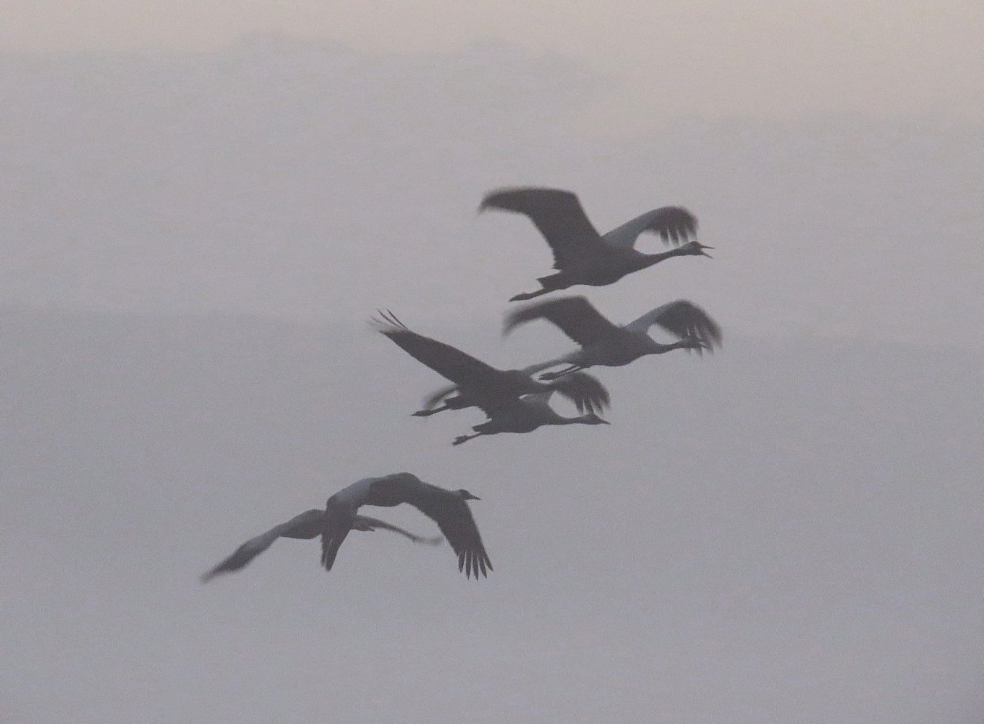 אגמון החולה–קק״ל 