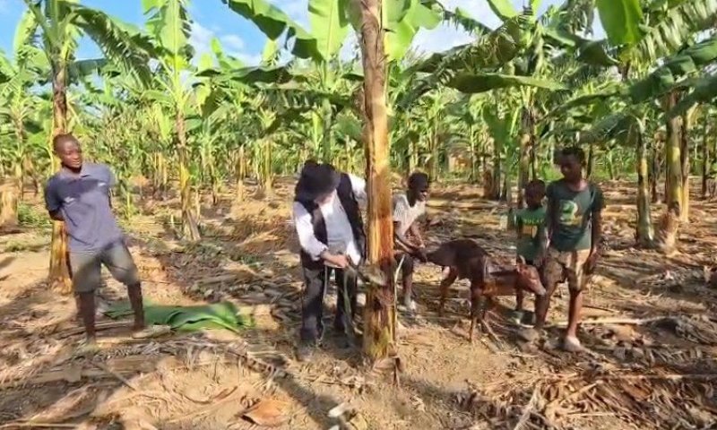 &ldquo;למרות שאמרו לי לא לשתות &ndash; שתיתי&rdquo;: כך גילה כרמלי את הנוזל הסודי שמסתתר בתוך עץ הבננה