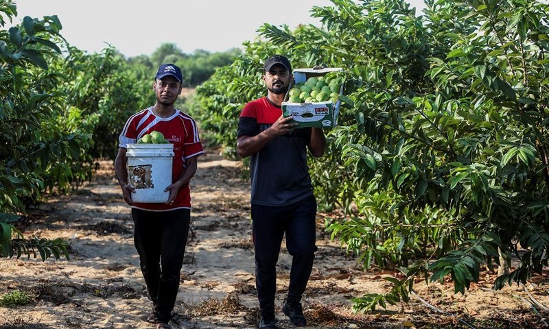 עובדים תאילנדים במקום פלסטינים: השינוי המקיף שמתרחש בישראל