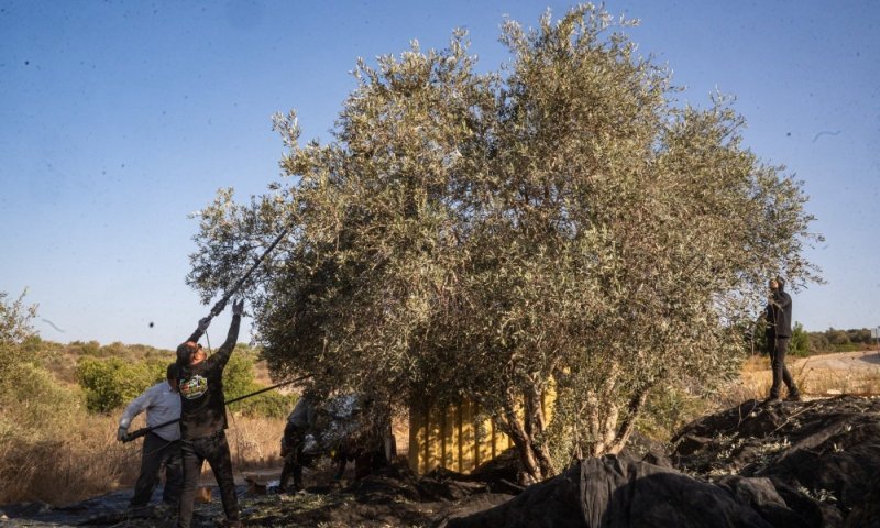 220 אלף דונם נמסקו ביו"ש: כוחות רבים הוקצו לאבטחת המסיק