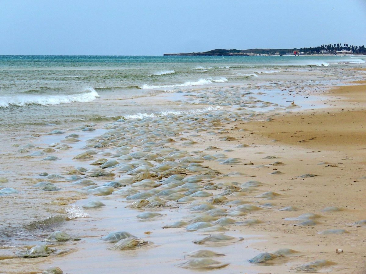  איליה בסקין רשות הטבע והגנים