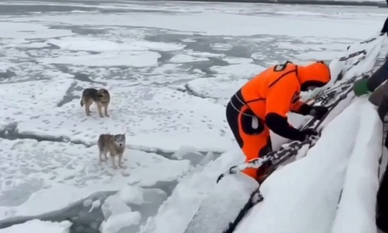 דרמה בלב הקרח: שני כלבים חולצו לאחר שנתקעו על קרחון ברוסיה