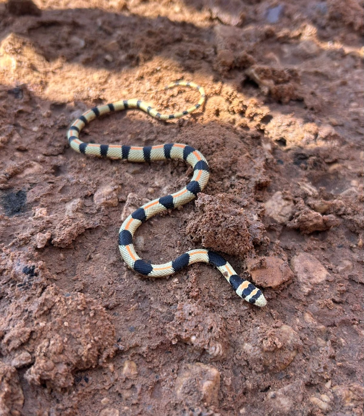 נוח קונופוני, החברה להגנת הטבע
